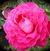Baronne Ed. de Rothschild