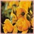 Simplicity Yellow  o.r.