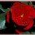 Traviata o.r.