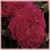 Sophy's Rose