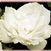 Blanc Double de Courbet