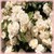 Fragrant Wave