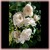 Pure Perfume  o.r.