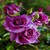 Purple Passion