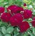 Darcey Bussell