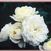 Bridal Sunblaze o.r.