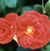 Autumn Sunblaze o.r.