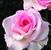 Pink Promise