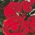 Crimson Bouquet