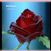 Black Baccara o.r.