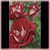 Ronald Reagan Rose