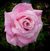 Mom's Rose