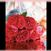 Red Eden o.r.