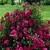 Roseberry Blanket ( g.c.)o.r.
