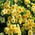 Yellow Ribbons (g.c.)o.r.