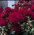 Valentine's Day  o.r.