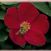 Home Run (s) o.r.