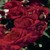 Black Cherry