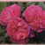 Pink Traviata o.r.