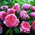 The Alnwick Rose (Alnwick Castle)