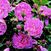 Harlow Carr