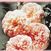 Abraham Darby