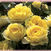 Yellow Sunblaze