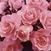 Passionate Kisses o.r.