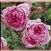 Huntington Rose