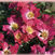 Pink Drift gc o.r.