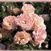Peach Drift gc o.r.