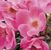 Pink Knock Out