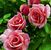 Tournament of Roses