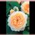 Crocus Rose