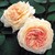 A Shropshire Lad