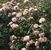 Apricot Drift o.r.