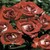 Cinnamon Girl <b><i>New 2010</b></i>