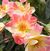 Citrus Burst