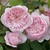 Wisley 2008