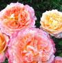 Tangerine Streams