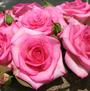 Beverly <b><i>New 2013</b></i>