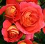 Brothers Grimm <b><i>New 2013</b></i>