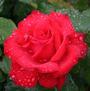 Grande Amore <b><i>New 2013</b></i>