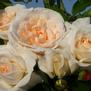 Kosmos <b><i>New 2013</b></i>