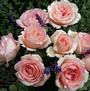 Pink Enchantment <b><i>New 2013</b></i>