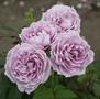 Poseidon <b><i>New 2013</b></i>