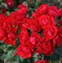 Black Forest <b><i>New 2013</b></i>
