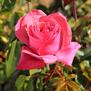 Cinnamon Dolce <b><i>New 2013</b></i>