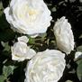 Cloud 10 <b><i>New 2013</b></i>