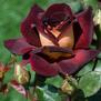 Dark Night <b><i>New 2013</b></i>